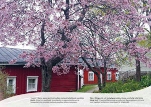 Kirsikkapuut kukkivat Porvoon vanhassa kaupungissa.