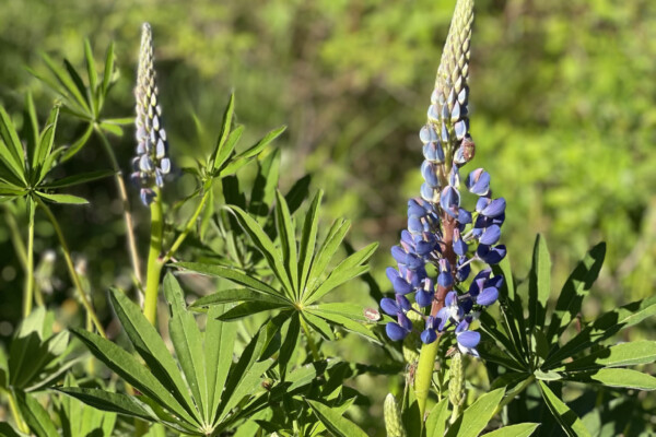 Lupiner delvis i blomning.